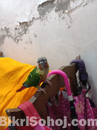 Half tame Green Cheek conure double red fector
